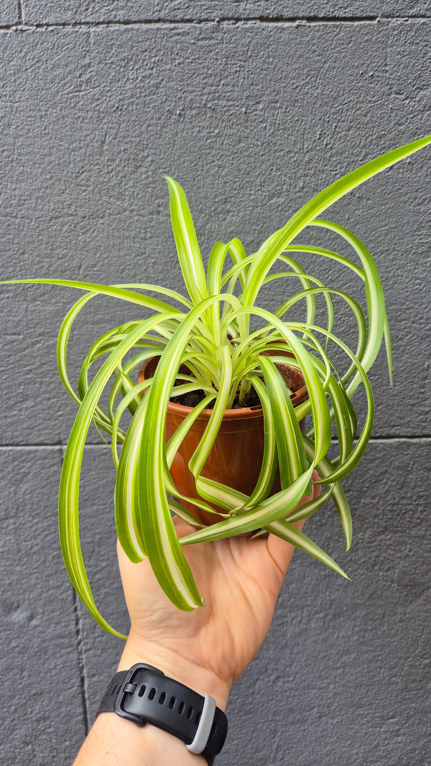 Chlorophytum comosum 'Bonnie'