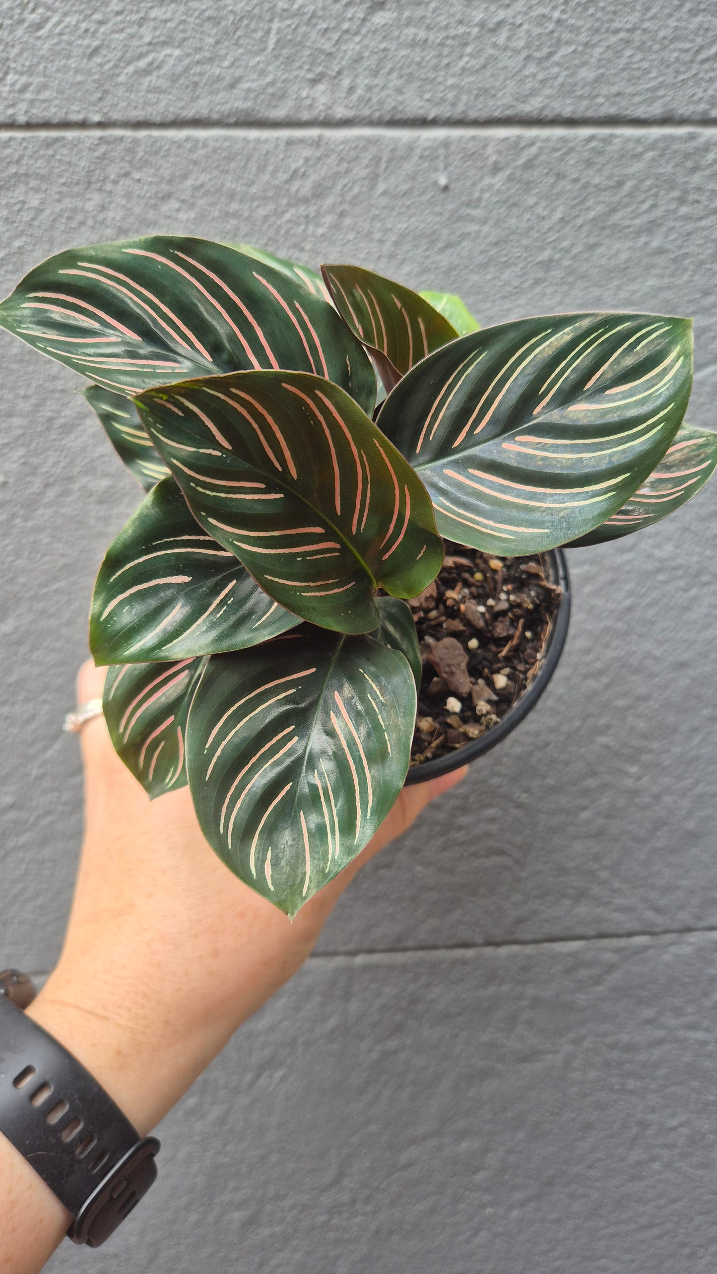 Calathea 'Sanderiana'