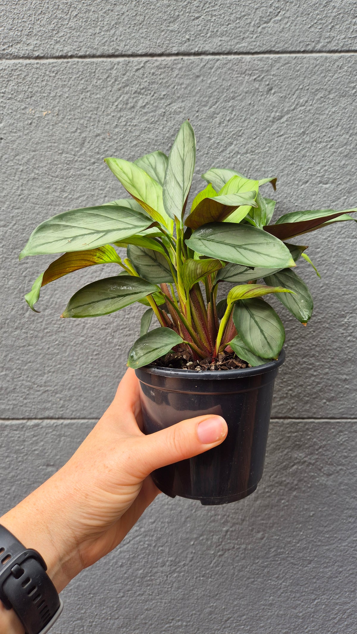 Ctenanthe setosa 'Grey Star'