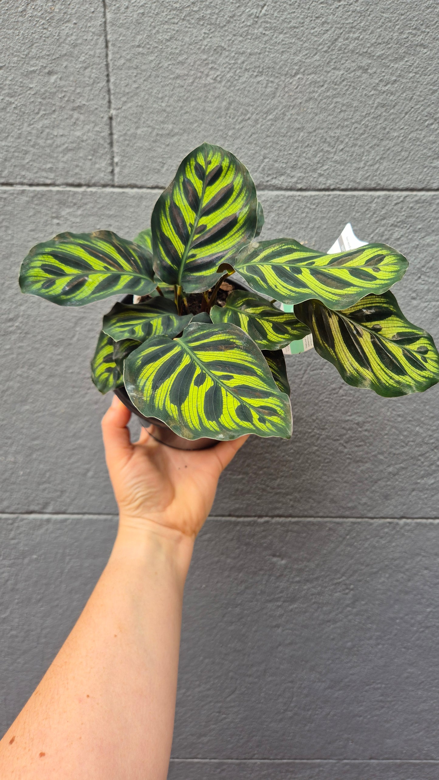 Calathea makoyana 'Peacock Plant'