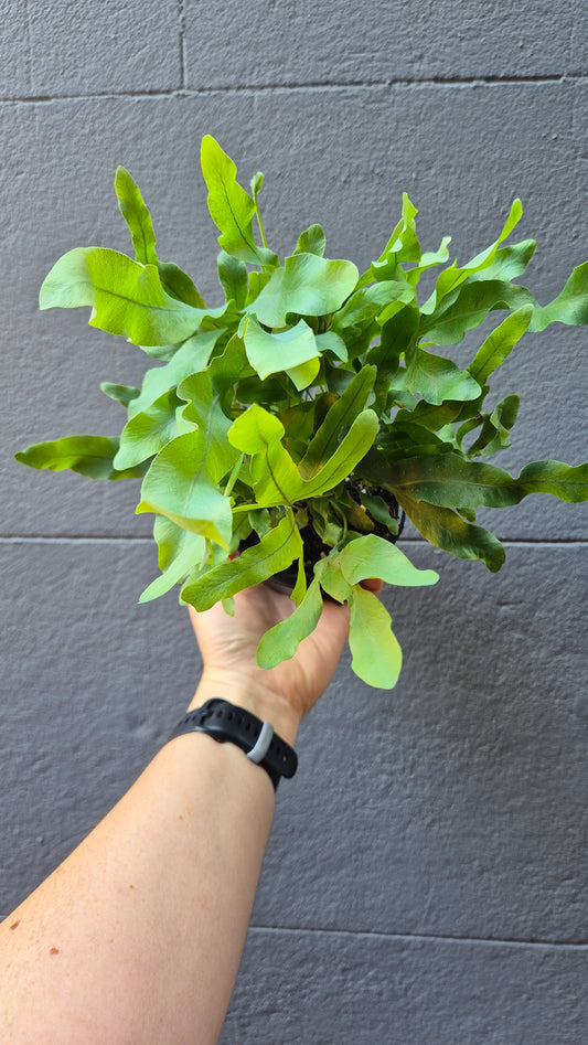 Polypodium aureum 'Blue Star Fern'