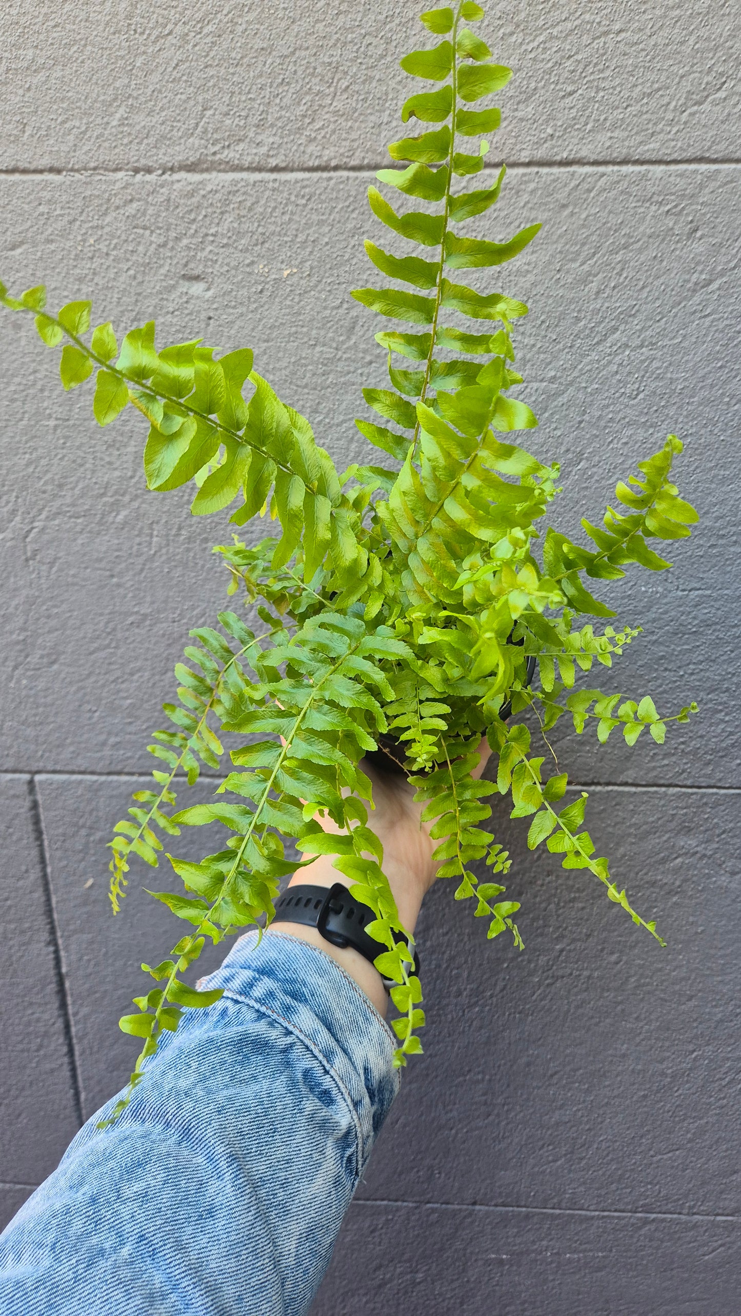 Nephrolepsis 'Boston Fern'