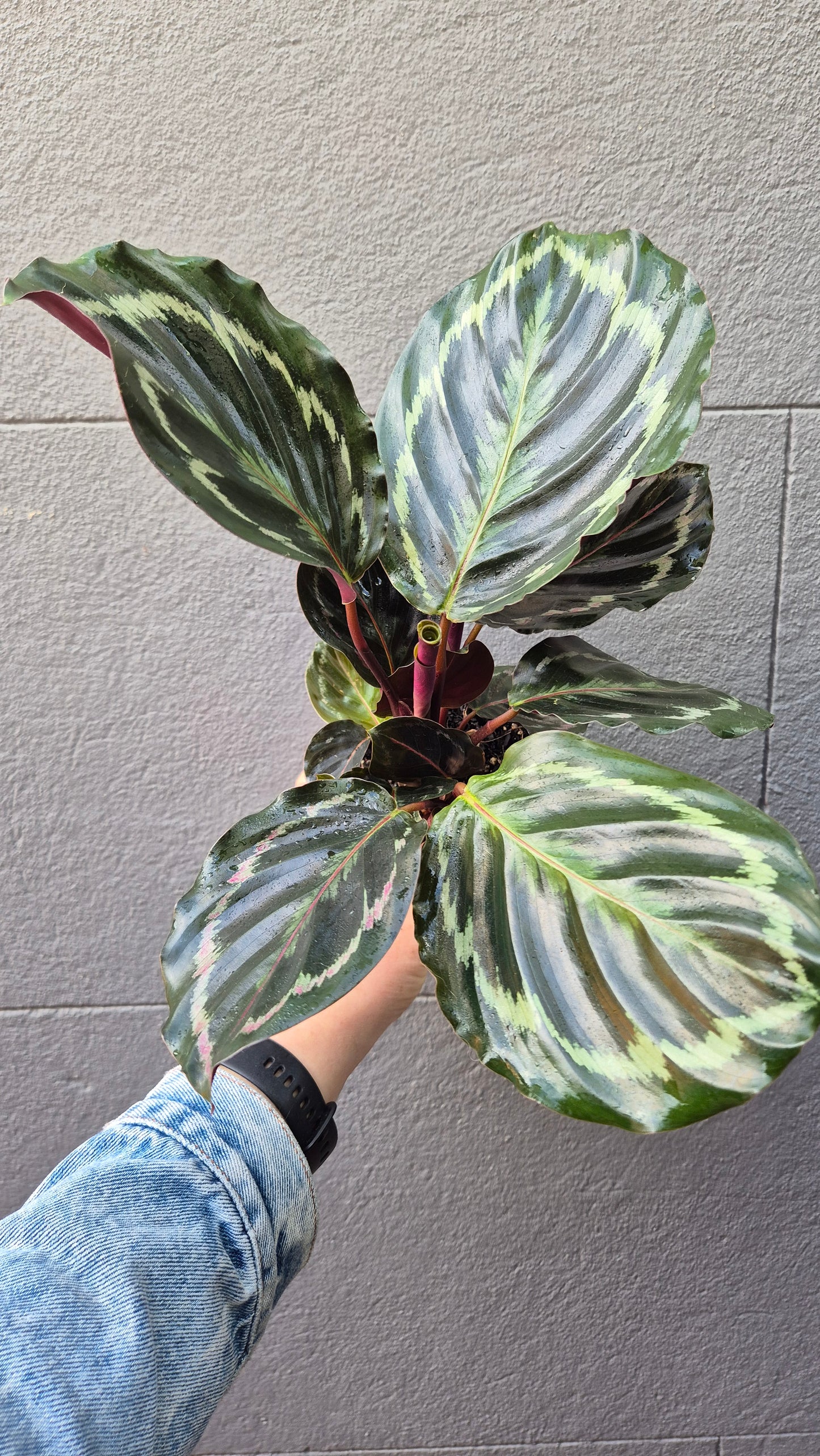 Calathea 'Medallion'