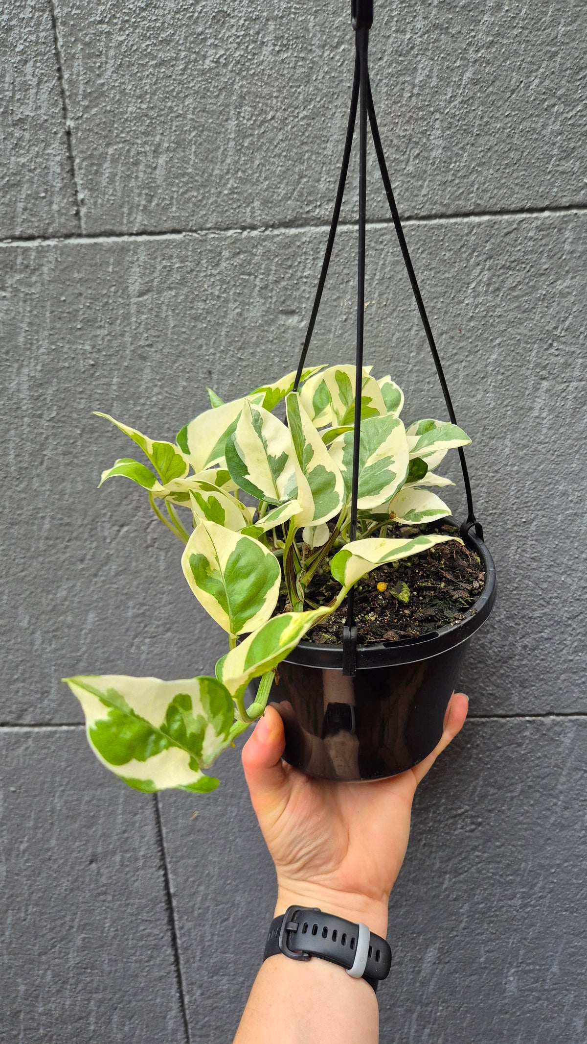 Epipremnum aureum 'Snow Queen'