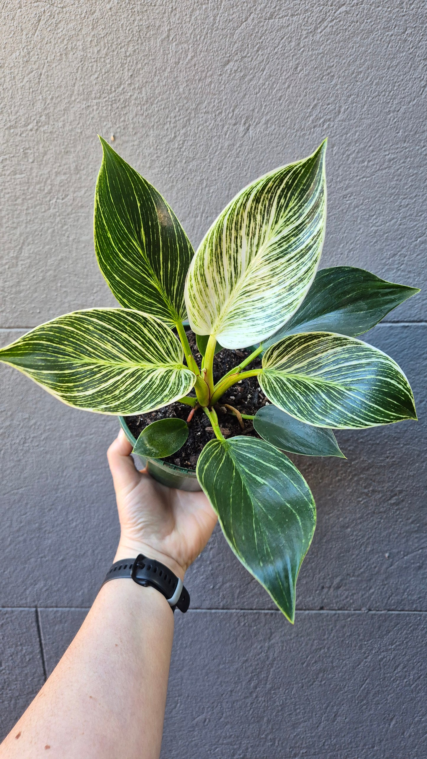 Philodendron erubescens 'Birkin'