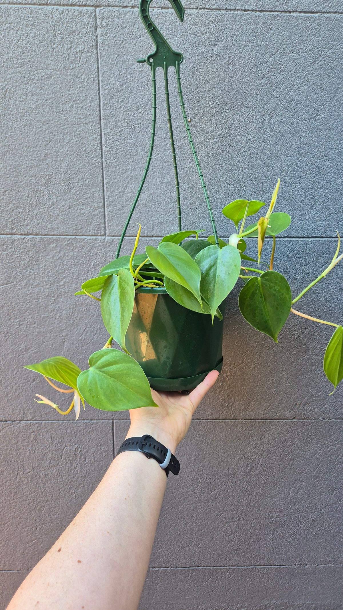 Philodendron cordatum 'Heart Lead Philodendron'