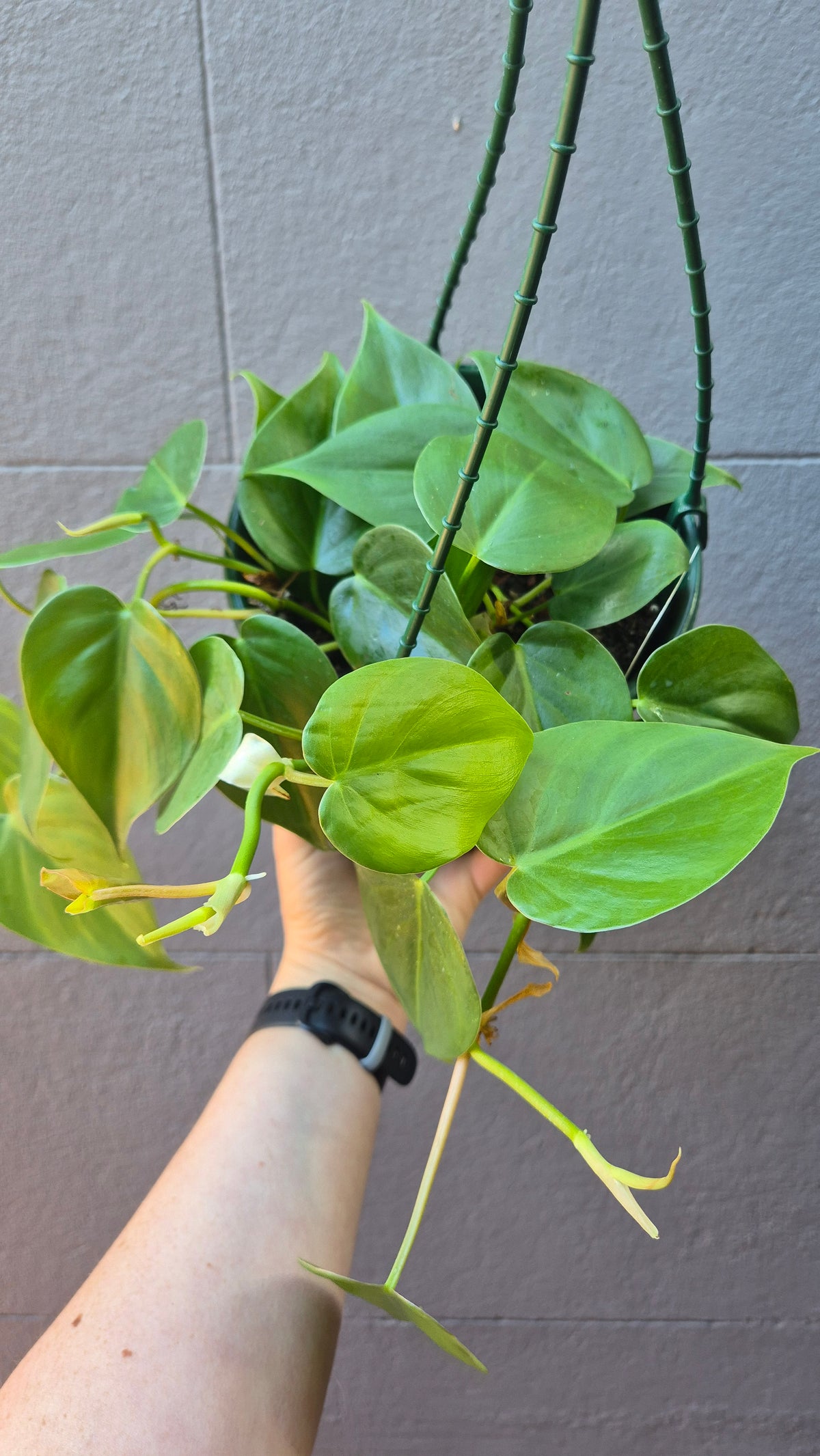 Philodendron cordatum 'Heart Lead Philodendron'
