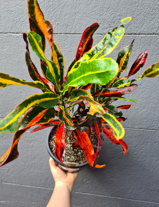 Codiaeum 'Croton' Mixed