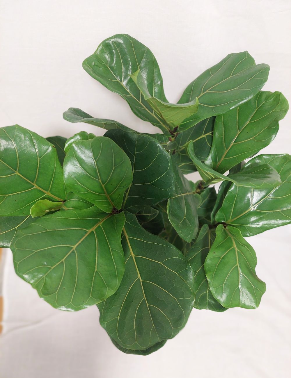 Ficus lyrata 'Fiddle-leaf Fig'