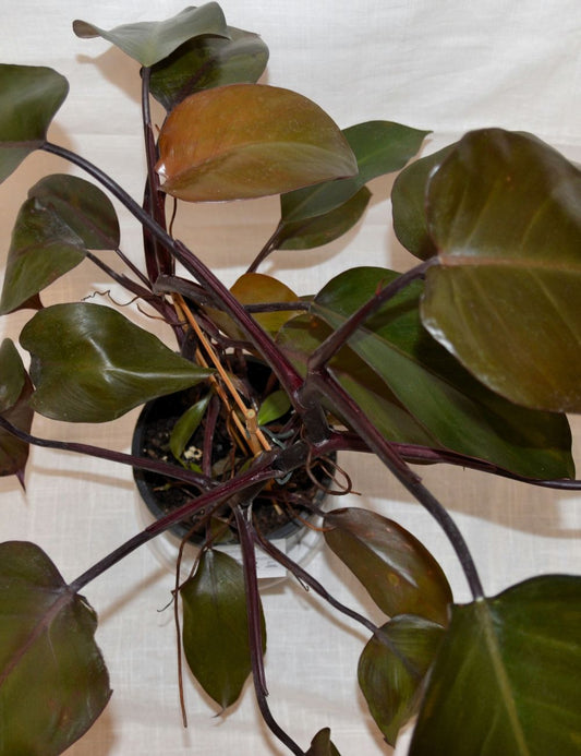 Philodendron (Dark Lord)