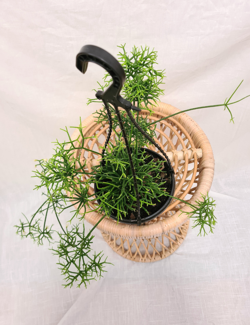 Rhipsalis cereuscula 'Jungle Cactus'