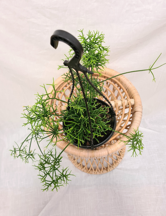 Rhipsalis cereuscula 'Jungle Cactus'