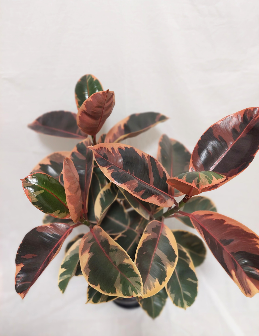 Ficus elastica 'Ruby'