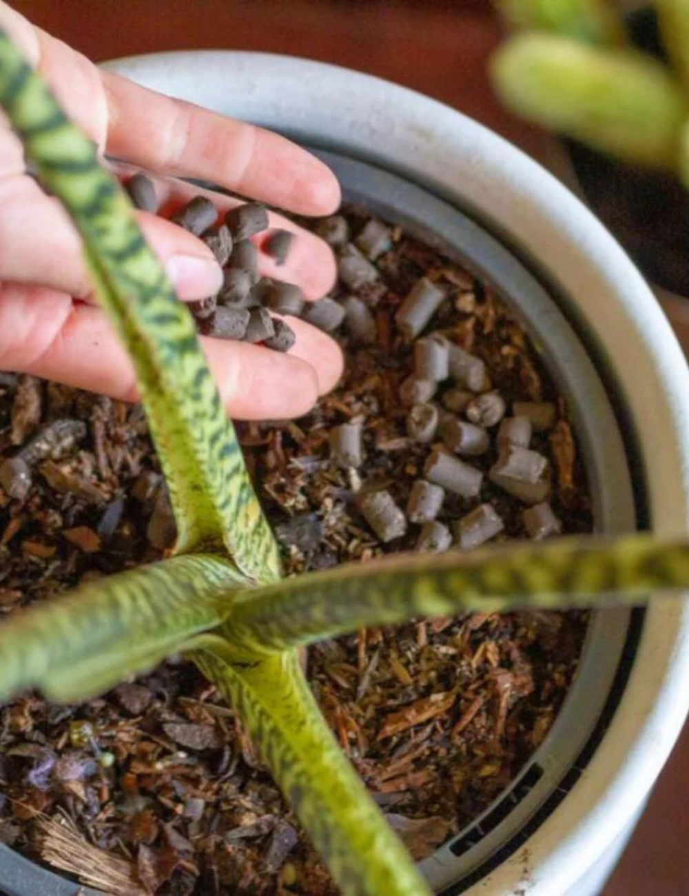 Support - Slow Release Plant Food