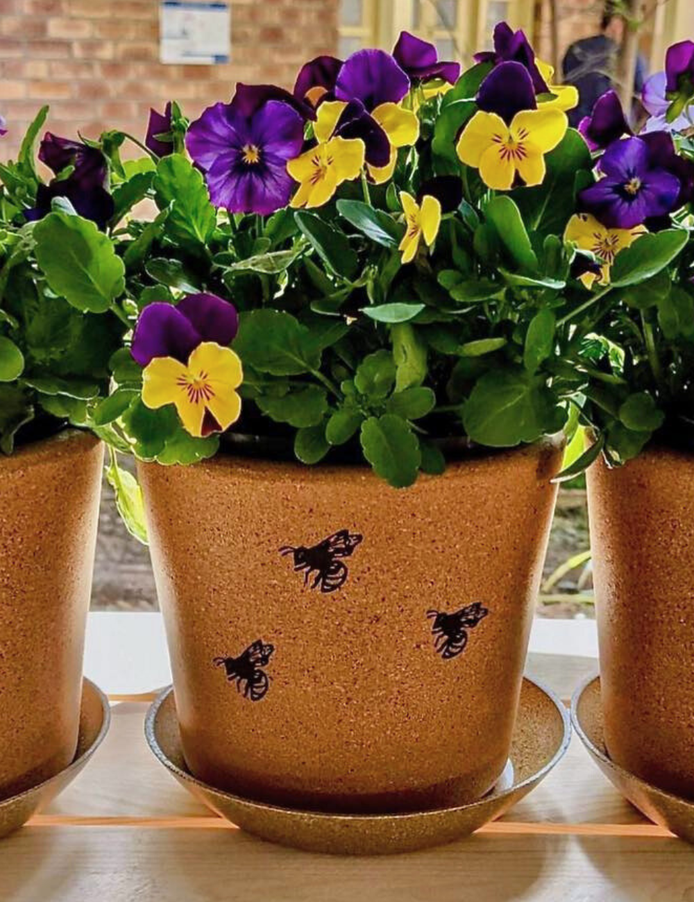Cork Pot with Saucer (Fine Grain) - 14cm