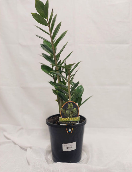 Zamioculcas zamiifolia 'Zanzibar Gem'