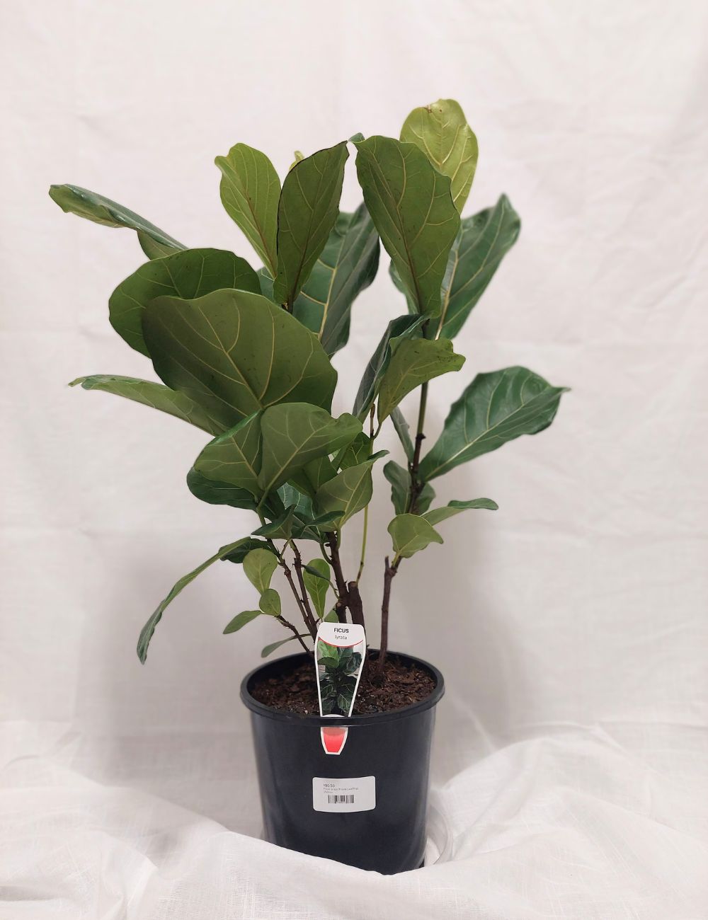 Ficus lyrata 'Fiddle-leaf Fig'