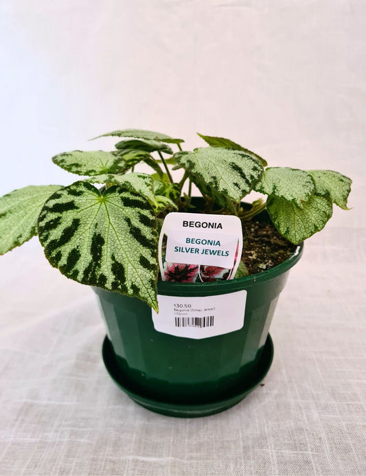 Begonia 'Silver Jewel'