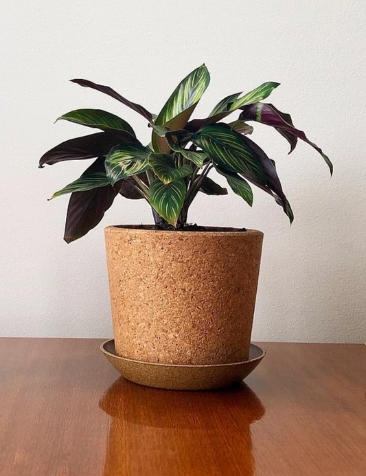 Cork Pot with Saucer (Coarse Grain) - 14cm