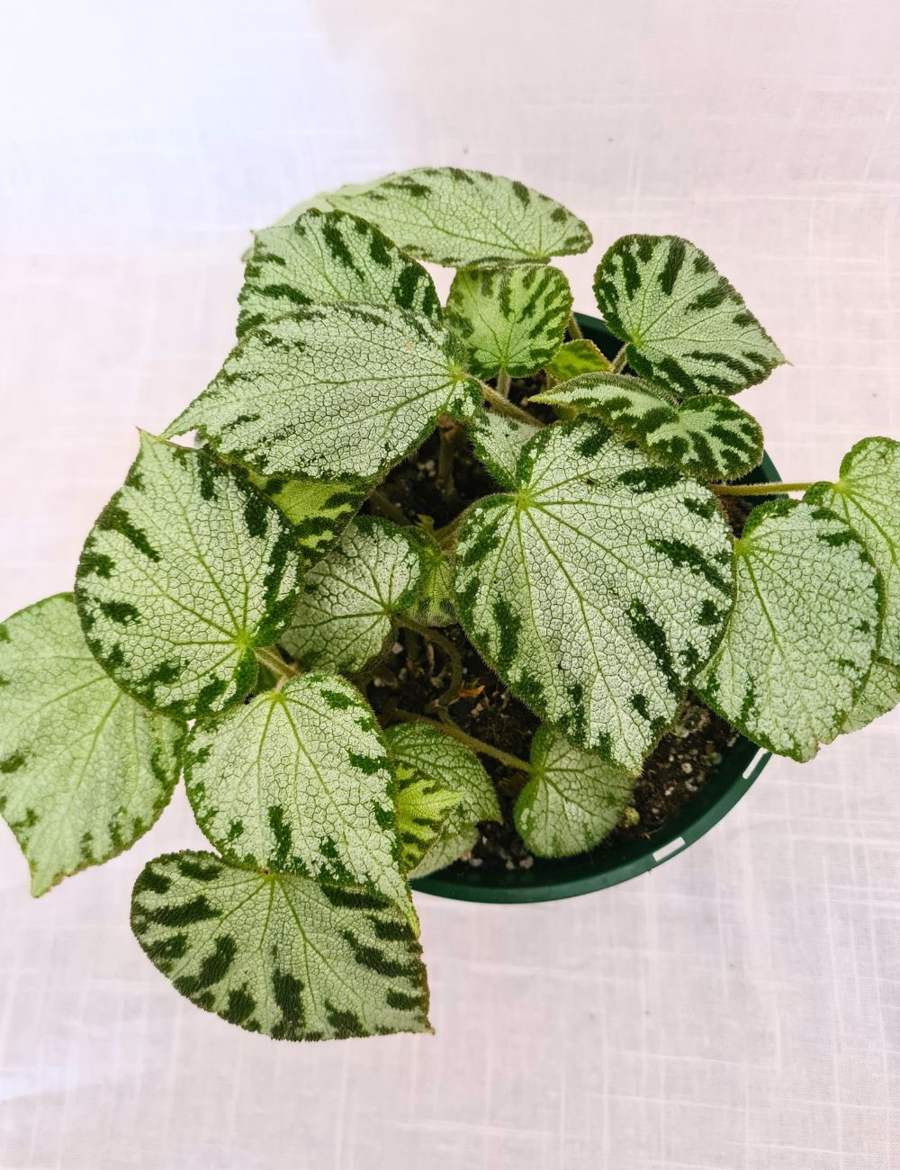 Begonia 'Silver Jewel'