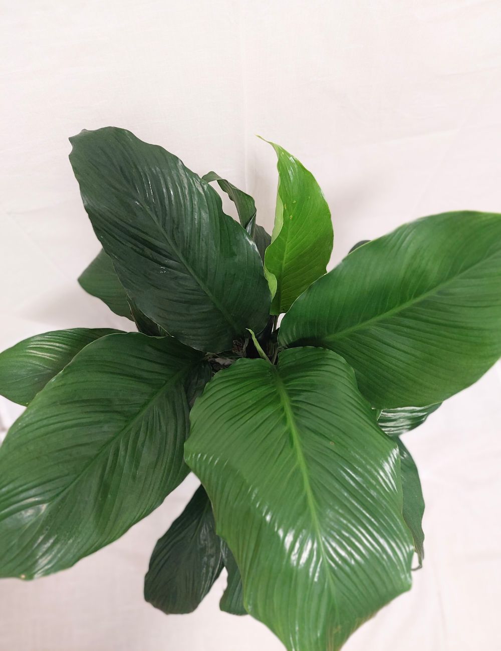 Spathiphyllum Sensation 'Peace Lily'