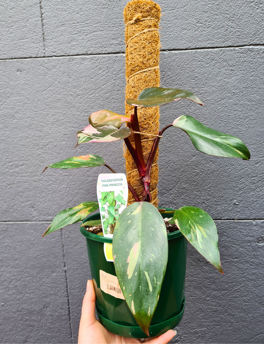Philodendron erubescens 'Pink Princess'