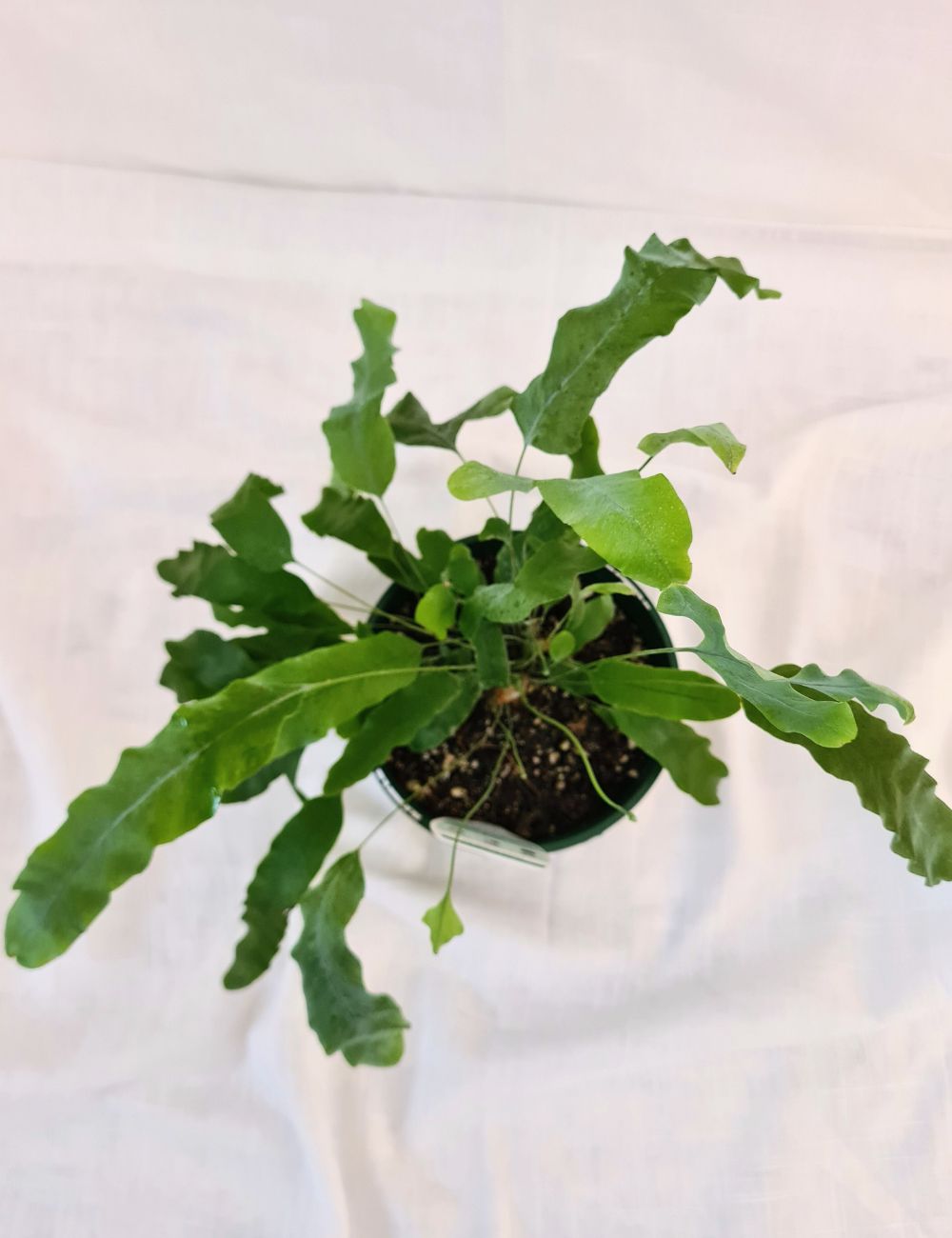 Polypodium aureum 'Blue Star Fern'