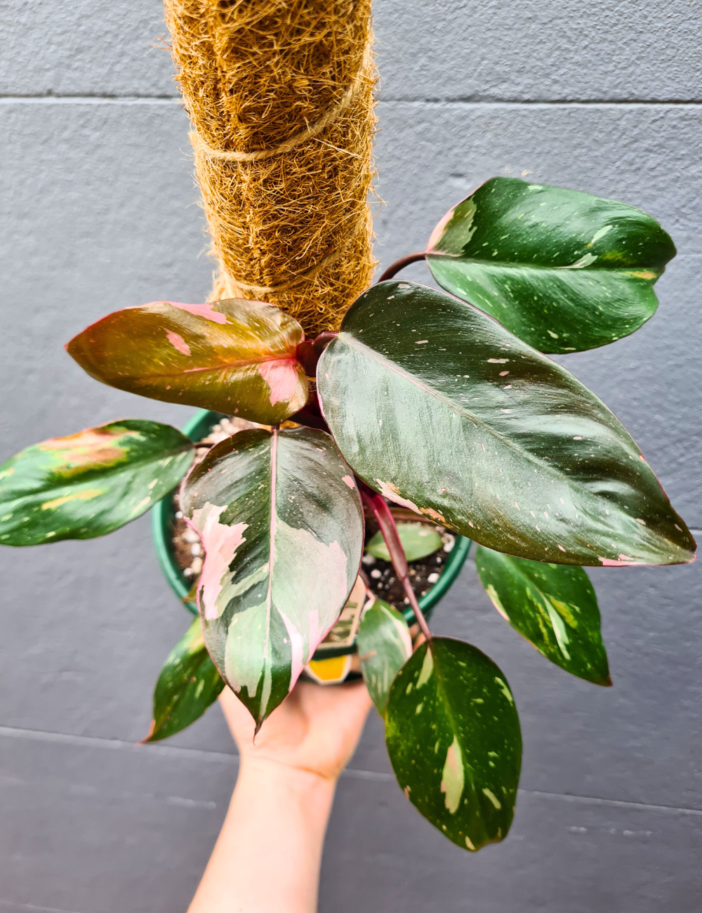 Philodendron erubescens 'Pink Princess'