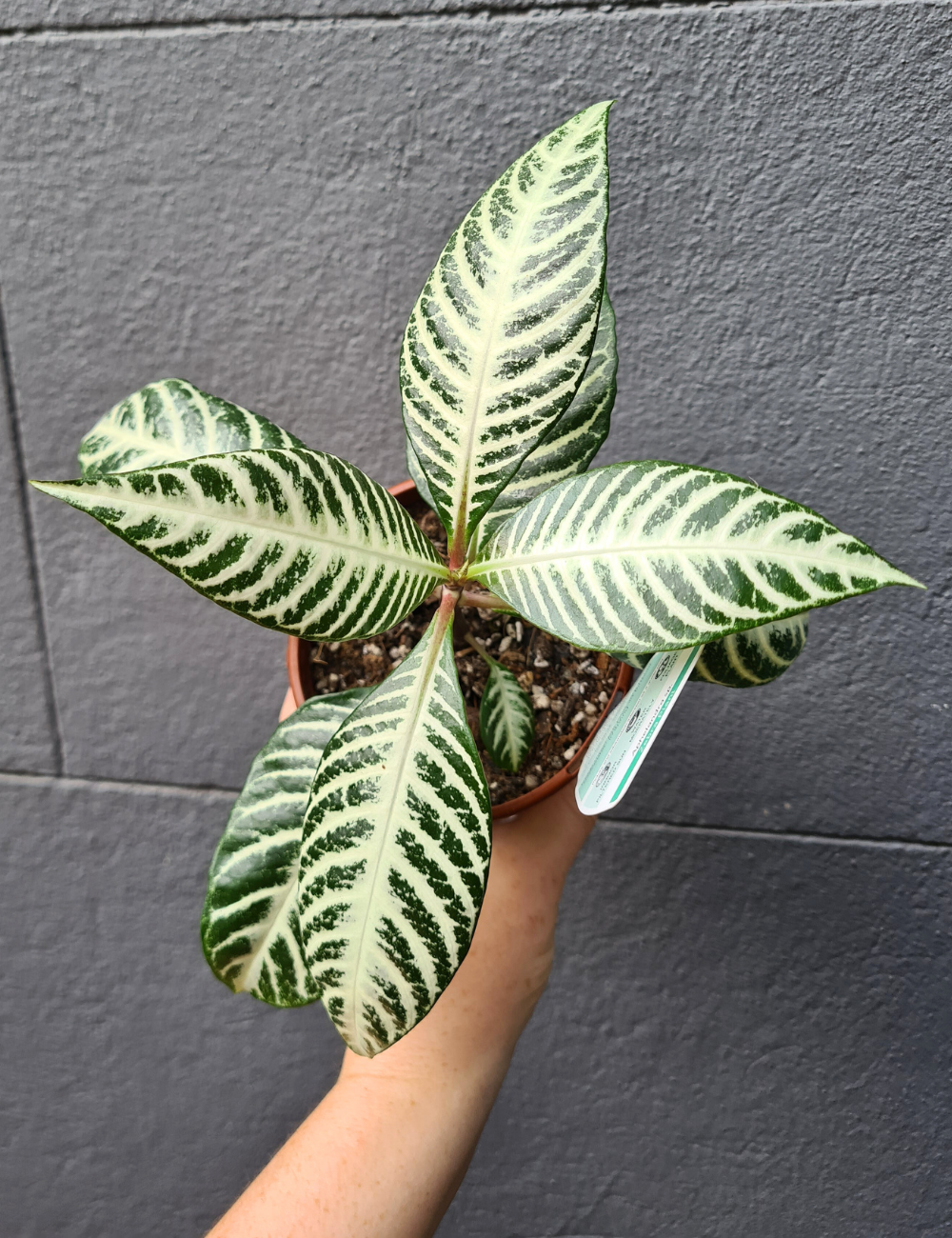 Aphelandra squarrosa 'Zebra Plant'