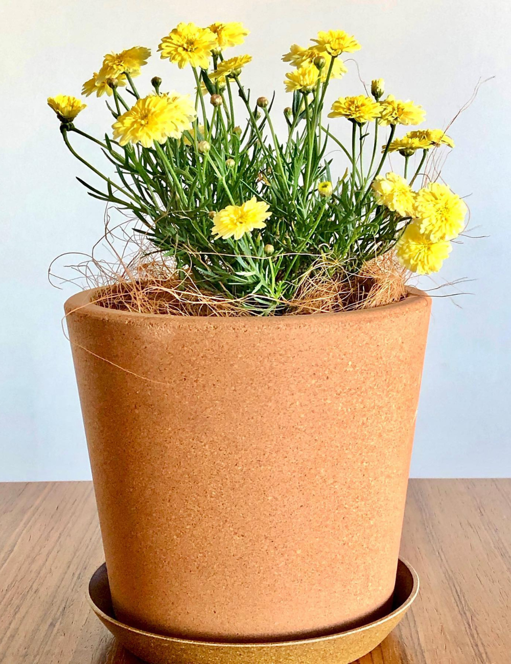 Cork Pot with Saucer (Fine Grain) - 14cm
