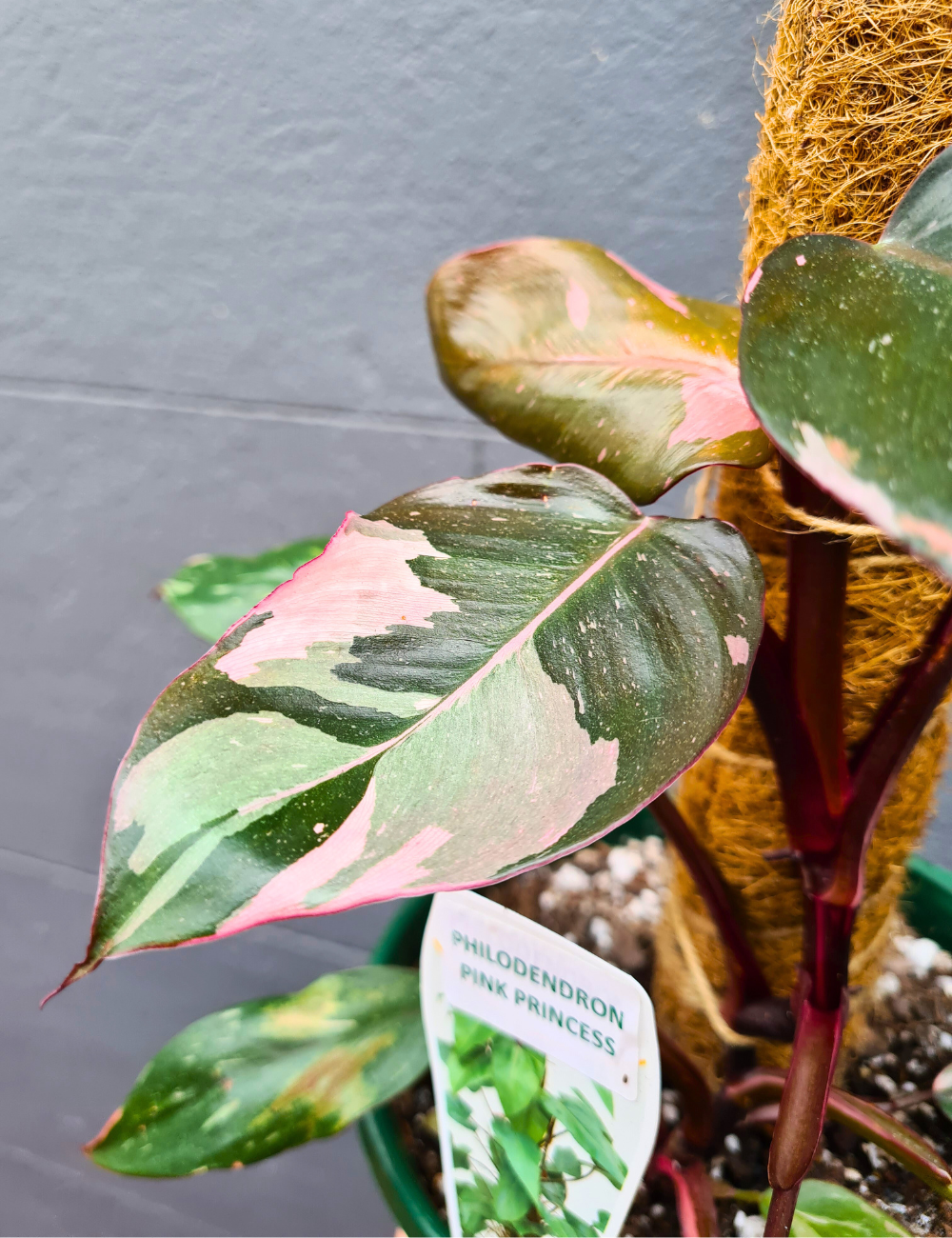 Philodendron erubescens 'Pink Princess'