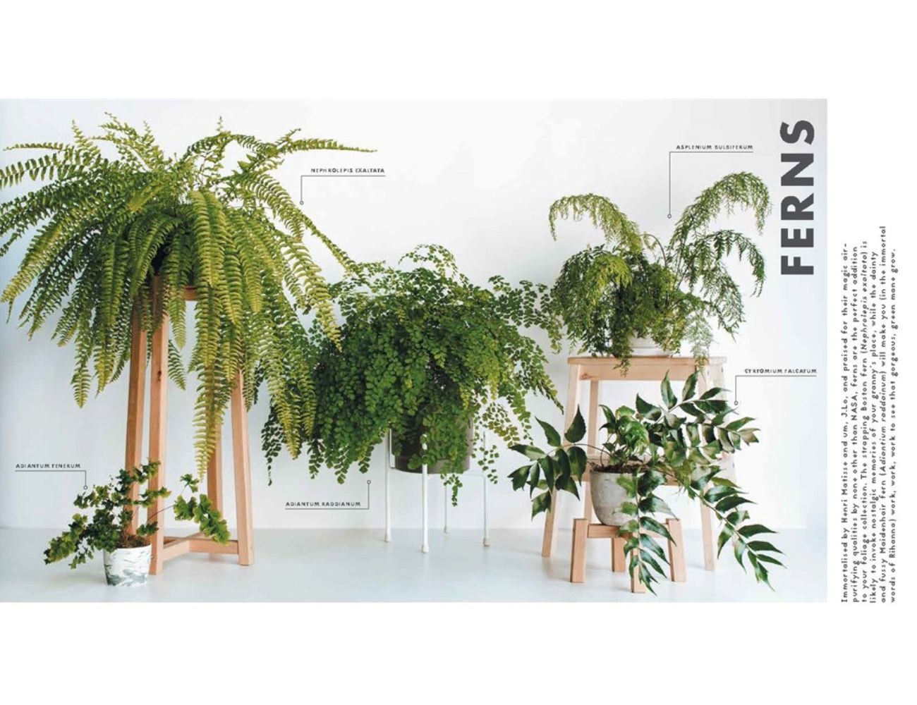 Leaf Supply: A Guide to Keeping Happy House Plants