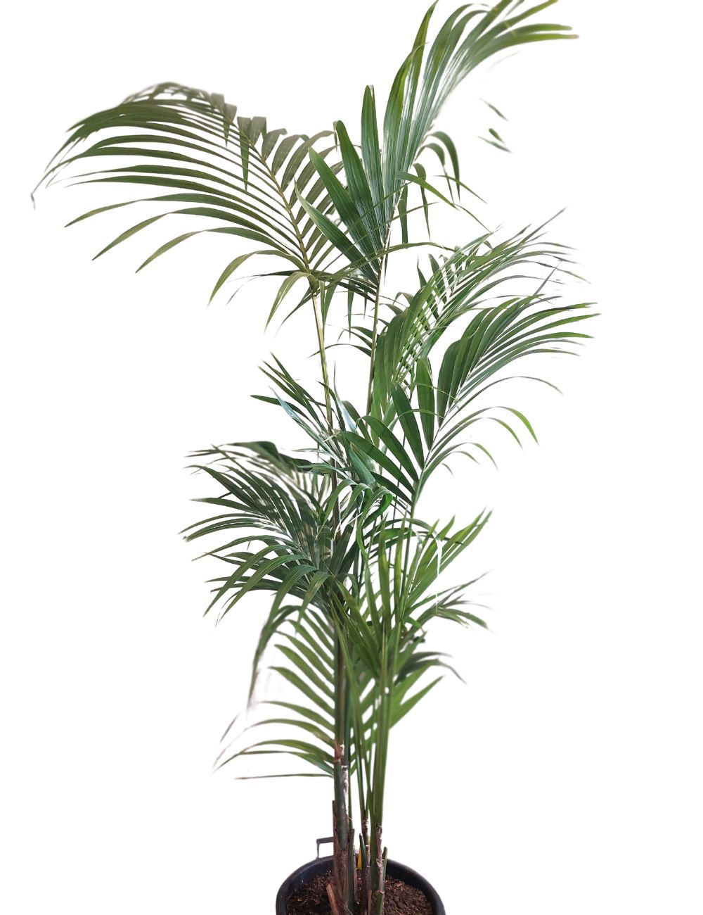 Howea forsteriana 'Kentia Palm' 300mm