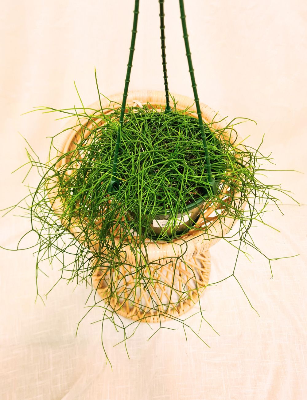 Rhipsalis campos-portoana