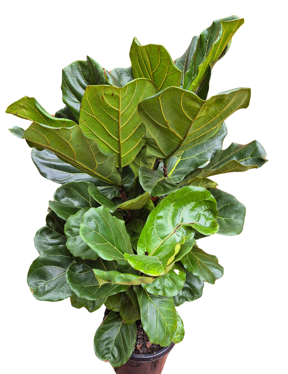 Ficus lyrata 'Fiddle-leaf Fig'