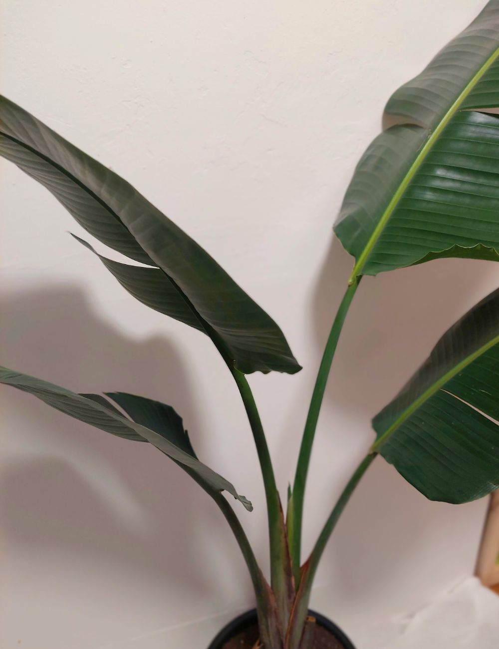 Strelitzia nicolai 'Giant Bird of Paradise'