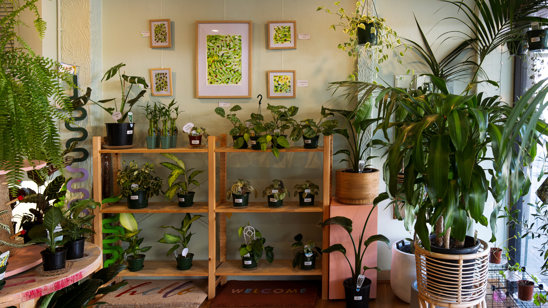 Inside the plant shop. Shelves of plants and greenery.