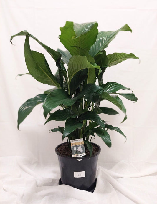 Spathiphyllum Sensation 'Peace Lily'