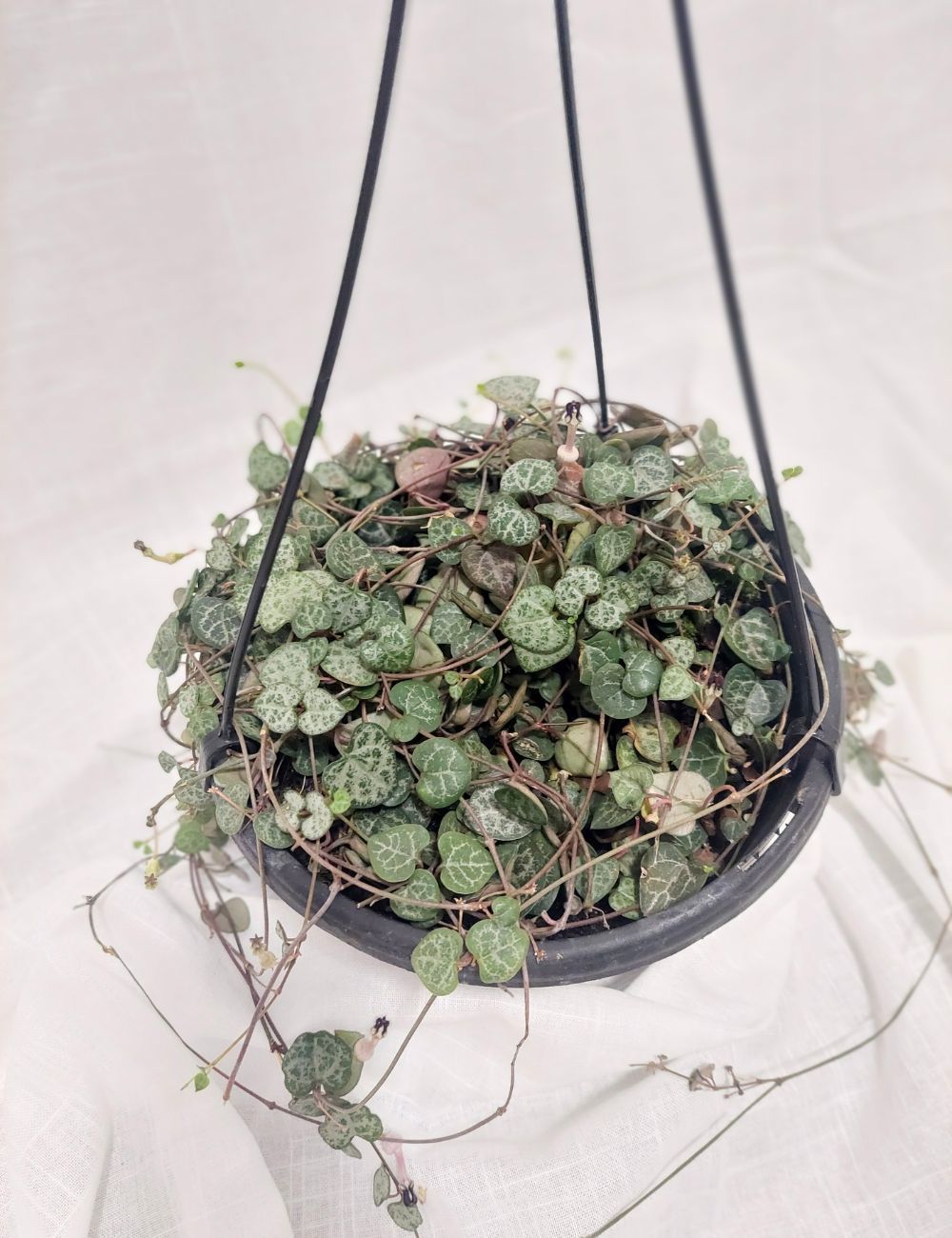 Ceropegia variegata (Chain of Hearts variegated) Wattle & Bee