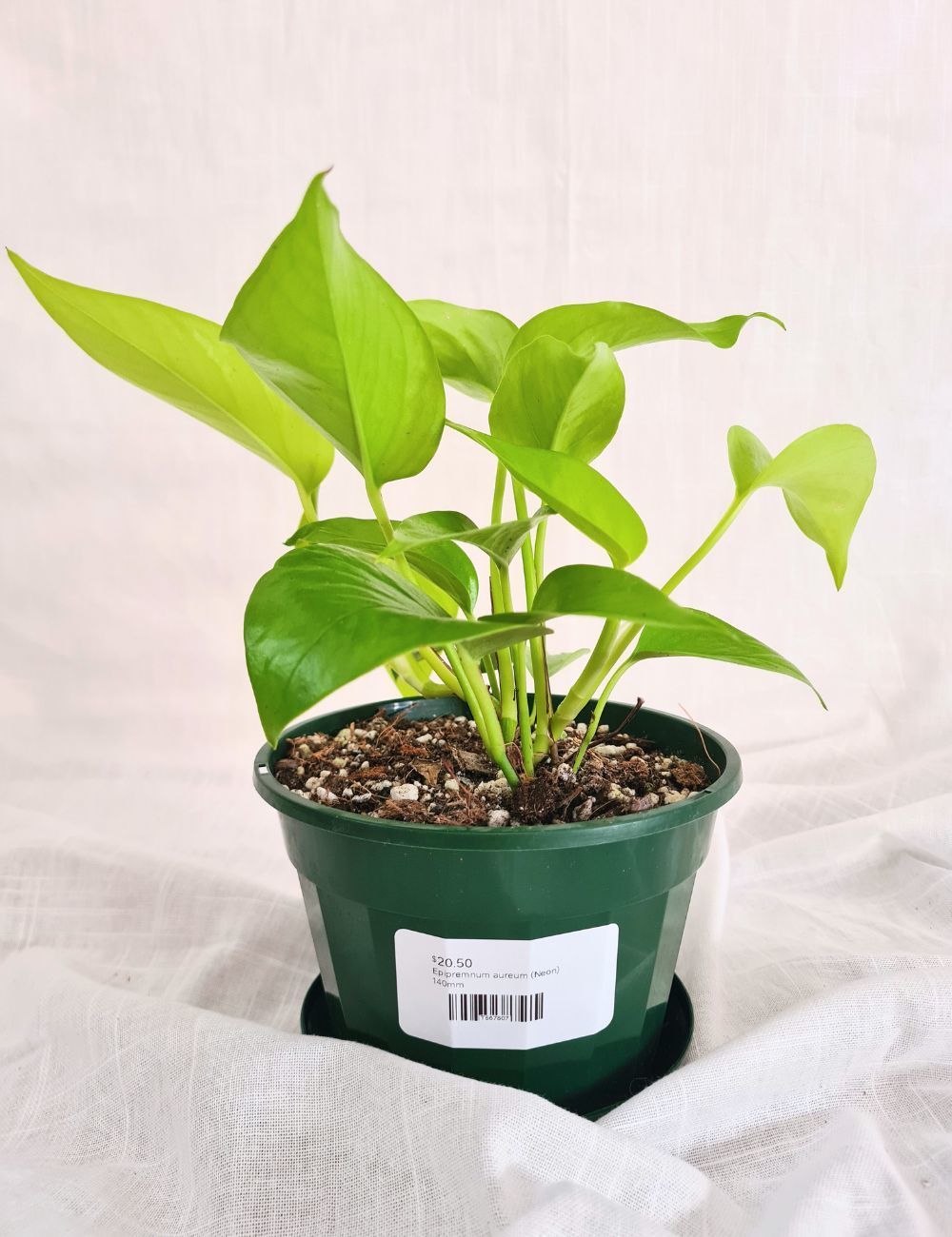 Epipremnum aureum 'Neon'