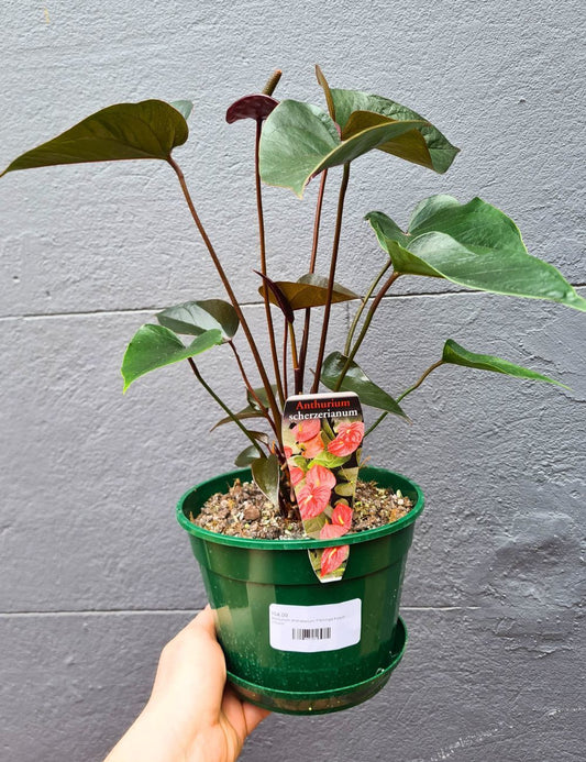 Anthurium andraeanum 'Flamingo Flower' 175mm