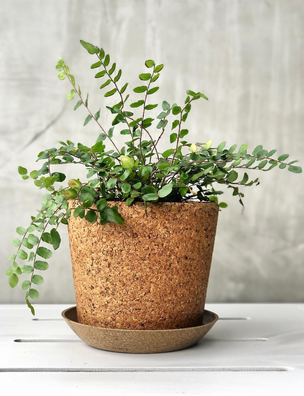Cork Pot with Saucer (Coarse Grain) - 14cm