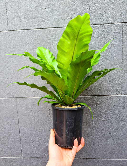 Asplenium australasicum 'Birds Nest Fern'
