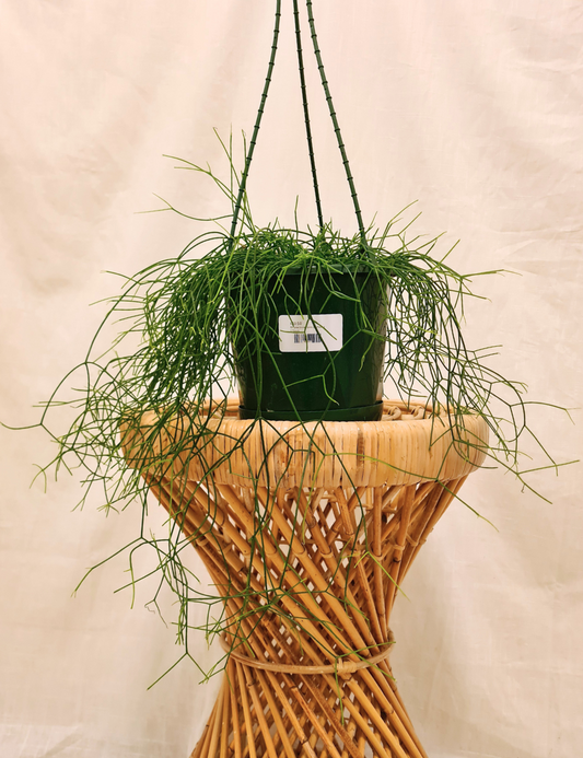 Rhipsalis campos-portoana