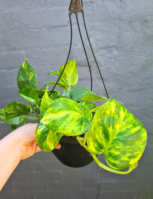Epipremnum aureum 'Devil's Ivy'
