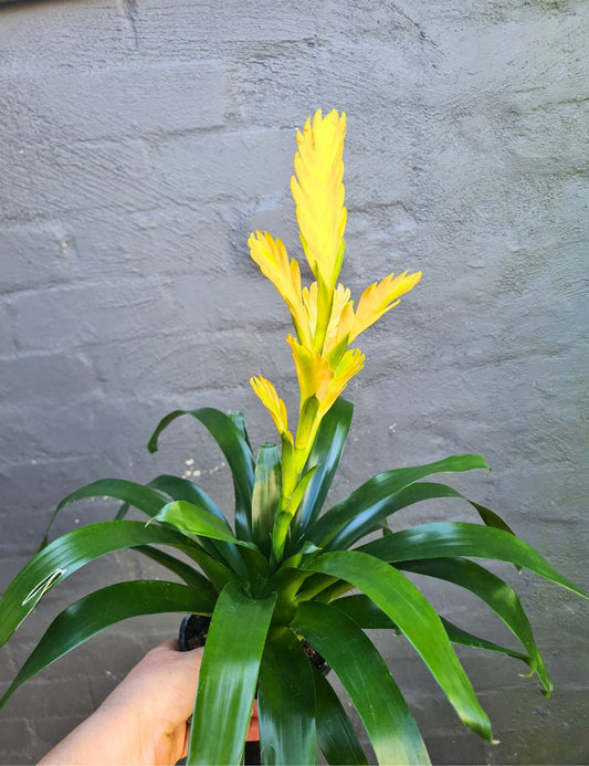 Vriesea 'Bromeliad'