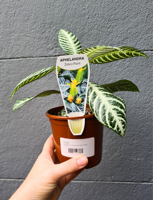 Aphelandra squarrosa 'Zebra Plant'
