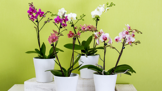 How to Care for a Phalaenopsis Orchid: 6 Expert Tips to Get It Flowering Again