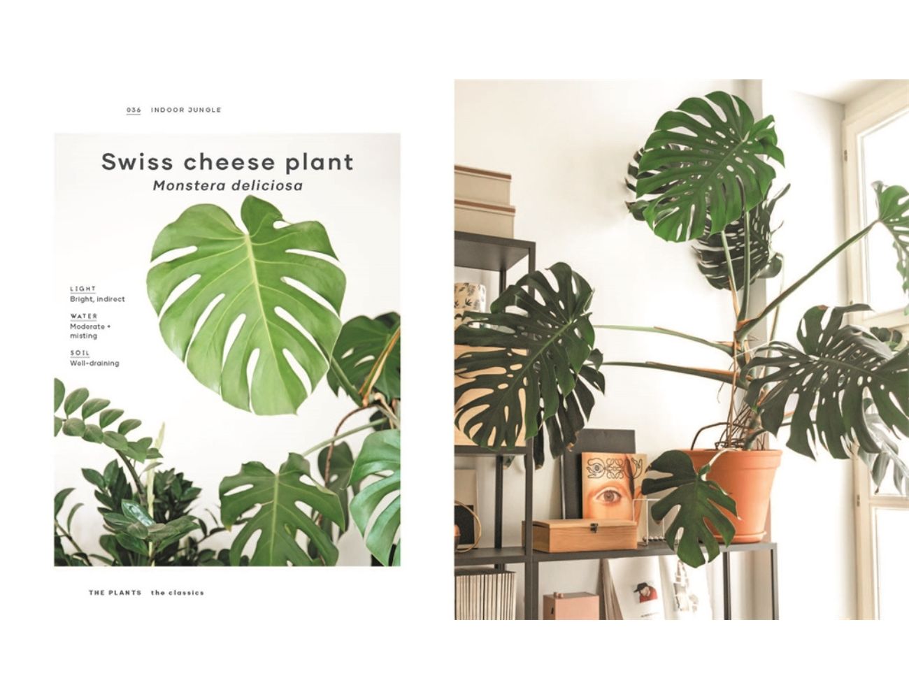 The Leaf Supply - Guide to creating your indoor jungle