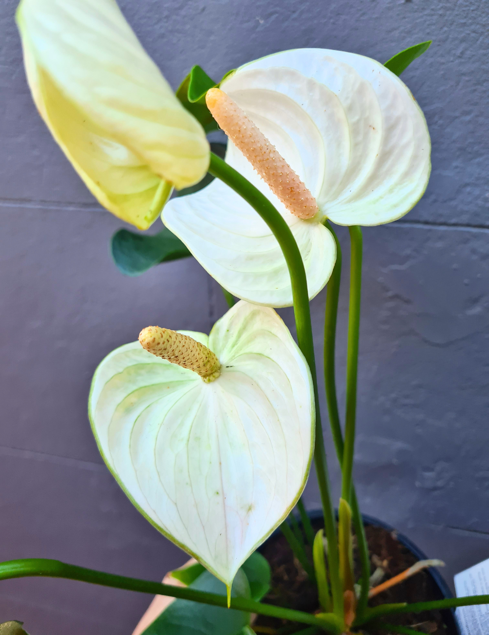 Anthurium andraeanum 'Flamingo Flower' 175mm